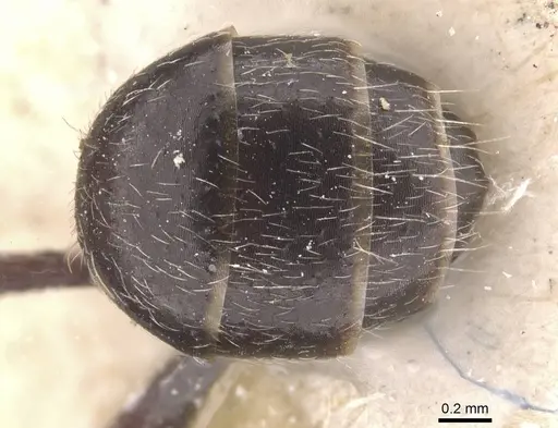 Camponotus declivus specimen CASENT0911681 image casent0911681_2