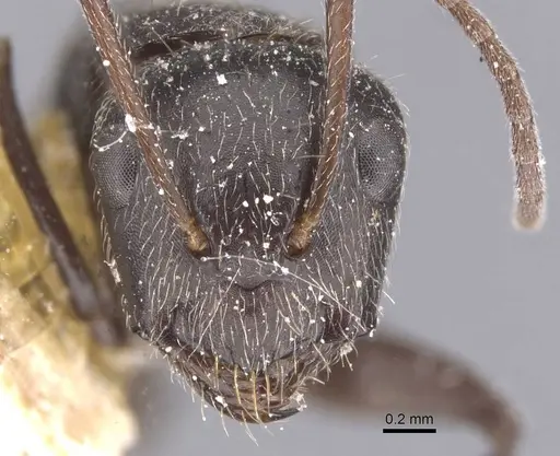Camponotus declivus specimen CASENT0911681 image casent0911681_3