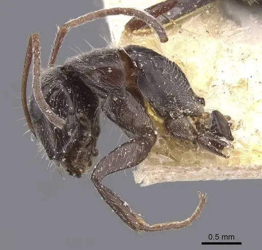 Camponotus declivus specimen CASENT0911681 image casent0911681_4