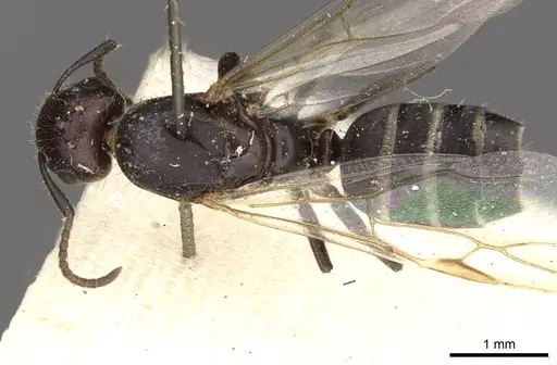 Camponotus dedalus specimen CASENT0910535 image casent0910535_1