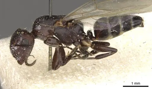 Camponotus dedalus specimen CASENT0910535 image casent0910535_3