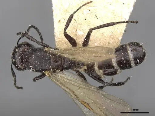 Camponotus dedalus specimen CASENT0910536 image casent0910536_1