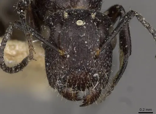 Camponotus dedalus specimen CASENT0910536 image casent0910536_2
