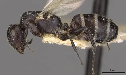 Camponotus dedalus specimen CASENT0910536 image casent0910536_3