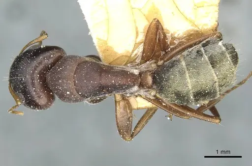 Camponotus deletangi specimen CASENT0911934 image casent0911934_1