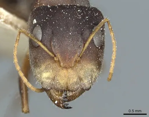 Camponotus deletangi specimen CASENT0911934 image casent0911934_2