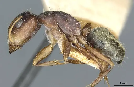 Camponotus deletangi specimen CASENT0911934 image casent0911934_3