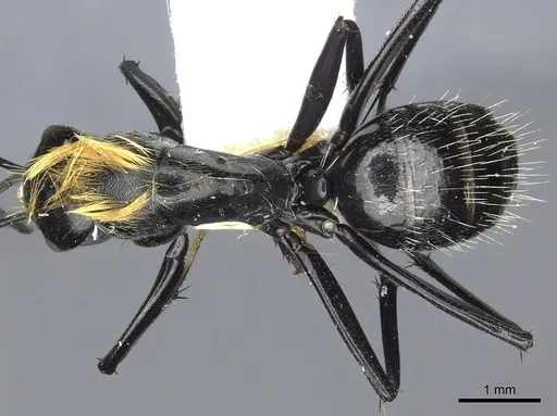 Camponotus densopilus specimen CASENT0903564 image casent0903564_1