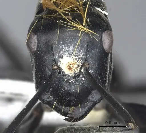 Camponotus densopilus specimen CASENT0903564 image casent0903564_2