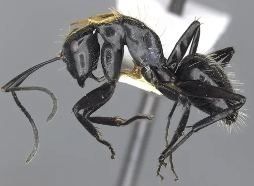 Camponotus densopilus specimen CASENT0903564 image casent0903564_3