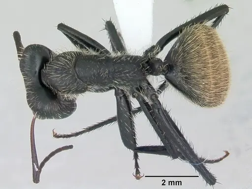 Camponotus depressus specimen CASENT0173410 image casent0173410_1