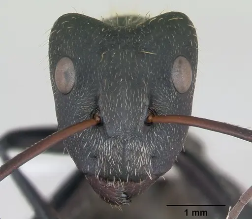 Camponotus depressus specimen CASENT0173410 image casent0173410_2