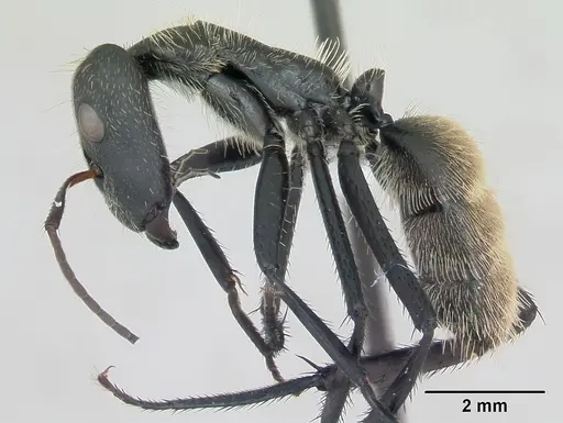 Camponotus depressus specimen CASENT0173410 image casent0173410_3