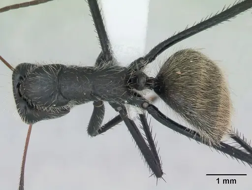 Camponotus depressus specimen CASENT0173411 image casent0173411_1
