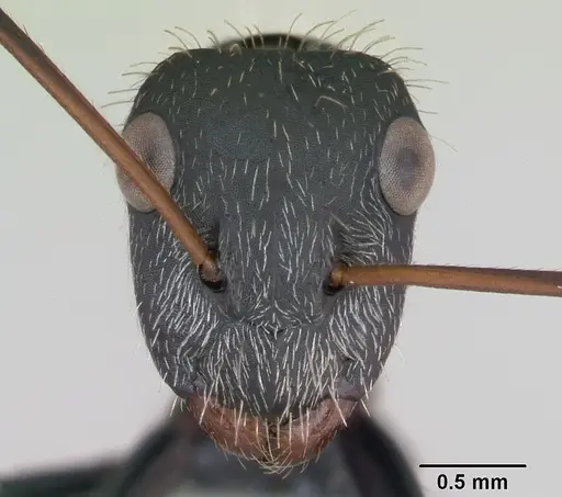 Camponotus depressus specimen CASENT0173411 image casent0173411_2
