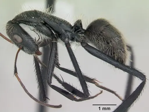 Camponotus depressus specimen CASENT0173411 image casent0173411_3