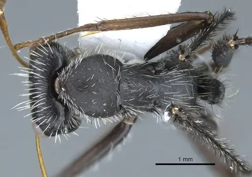 Camponotus depressus specimen CASENT0914426 image casent0914426_1