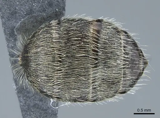 Camponotus depressus specimen CASENT0914426 image casent0914426_2