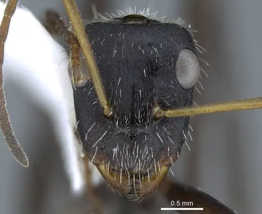 Camponotus depressus specimen CASENT0914426 image casent0914426_3