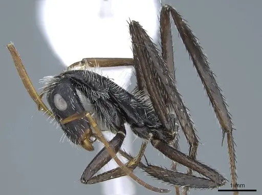 Camponotus depressus specimen CASENT0914426 image casent0914426_4