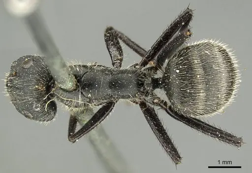 Camponotus depressus specimen CASENT0915792 image casent0915792_1