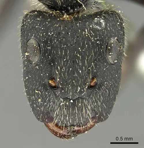 Camponotus depressus specimen CASENT0915792 image casent0915792_2