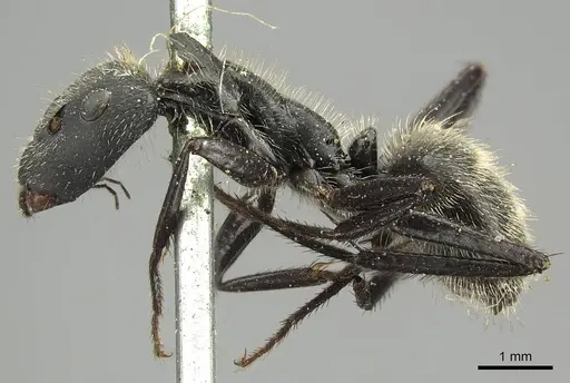 Camponotus depressus specimen CASENT0915792 image casent0915792_3