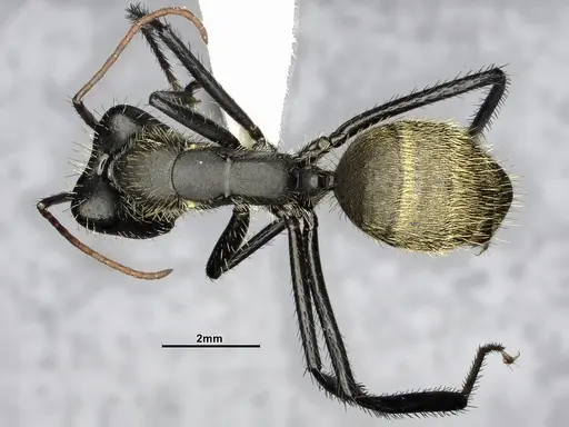 Camponotus depressus specimen CASENT4032230 image casent4032230_1