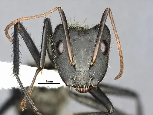 Camponotus depressus specimen CASENT4032230 image casent4032230_2