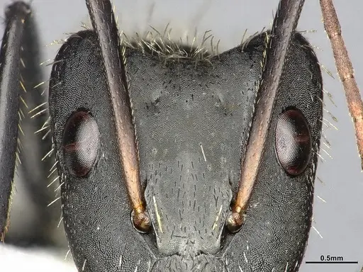 Camponotus depressus specimen CASENT4032230 image casent4032230_3