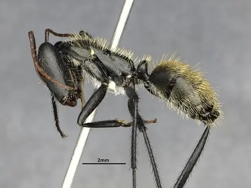 Camponotus depressus specimen CASENT4032230 image casent4032230_4