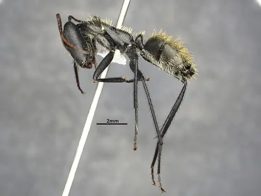 Camponotus depressus specimen CASENT4032230 image casent4032230_5