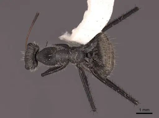 Camponotus depressus specimen FMNHINS0000062987 image fmnhins0000062987_1