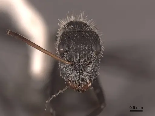 Camponotus depressus specimen FMNHINS0000062987 image fmnhins0000062987_2