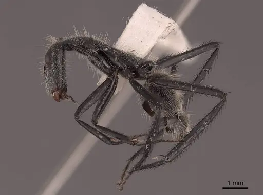 Camponotus depressus specimen FMNHINS0000062987 image fmnhins0000062987_3