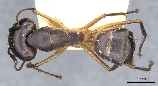 Camponotus desantii specimen CASENT0903520 image casent0903520_1