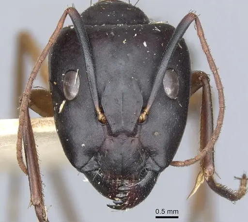 Camponotus desantii specimen CASENT0903520 image casent0903520_2