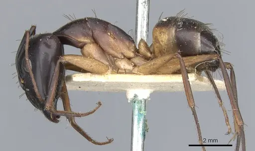 Camponotus desantii specimen CASENT0903520 image casent0903520_3