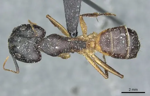 Camponotus desantii specimen CASENT0911935 image casent0911935_1
