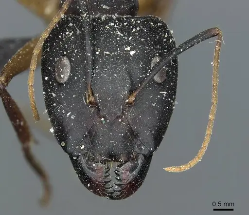 Camponotus desantii specimen CASENT0911935 image casent0911935_2