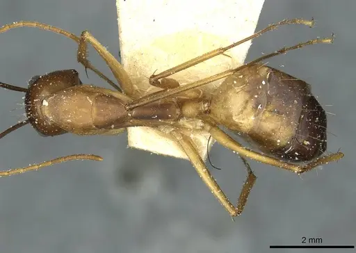 Camponotus desantii specimen CASENT0911936 image casent0911936_1