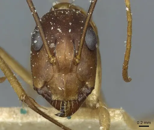 Camponotus desantii specimen CASENT0911936 image casent0911936_2