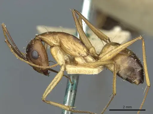 Camponotus desantii specimen CASENT0911936 image casent0911936_3