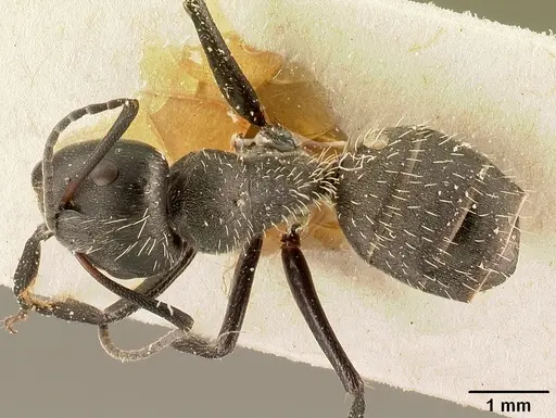 Camponotus descarpentriesi specimen CASENT0101202 image casent0101202_1