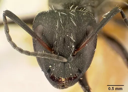 Camponotus descarpentriesi specimen CASENT0101202 image casent0101202_2