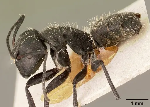 Camponotus descarpentriesi specimen CASENT0101202 image casent0101202_3