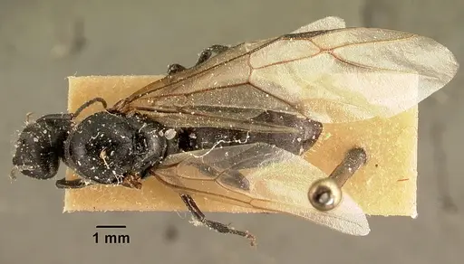 Camponotus descarpentriesi specimen CASENT0101203 image casent0101203_1