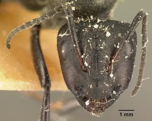 Camponotus descarpentriesi specimen CASENT0101203 image casent0101203_2