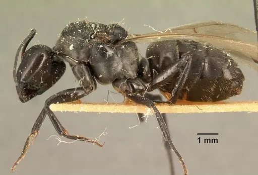 Camponotus descarpentriesi specimen CASENT0101203 image casent0101203_3