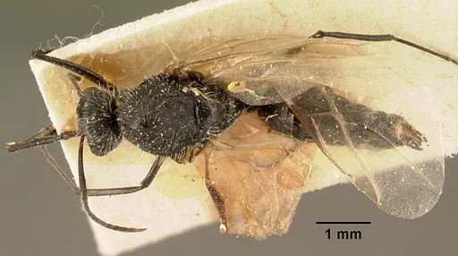 Camponotus descarpentriesi specimen CASENT0101204 image casent0101204_1